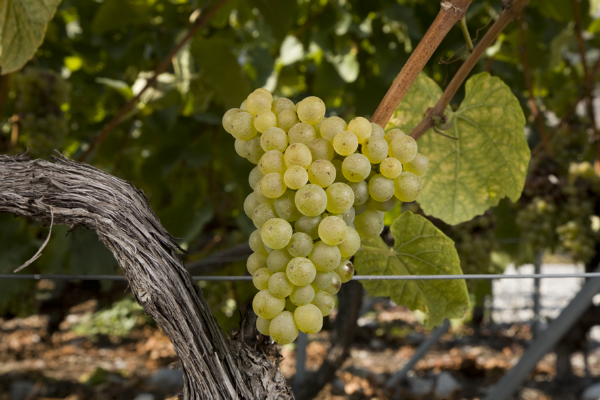 Histoire Des Cepages Musee Valaisan De La Vigne Et Du Vin