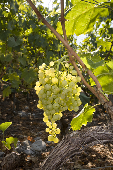 Histoire Des Cepages Musee Valaisan De La Vigne Et Du Vin